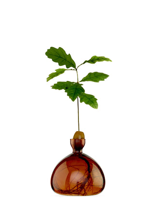 A brown glass vase holding a sprouting acorn in the narrow neck, with a larger body to hold water and the roots of the oakling.