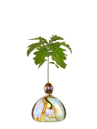 A glass vase holding a sprouting acorn in the narrow neck, with a larger body to hold water and the roots of the oakling.