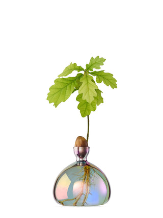 A glass vase holding a sprouting acorn in the narrow neck, with a larger body to hold water and the roots of the oakling.