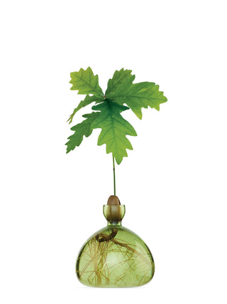 A green glass vase holding a sprouting acorn in the narrow neck, with a larger body to hold water and the roots of the oakling.